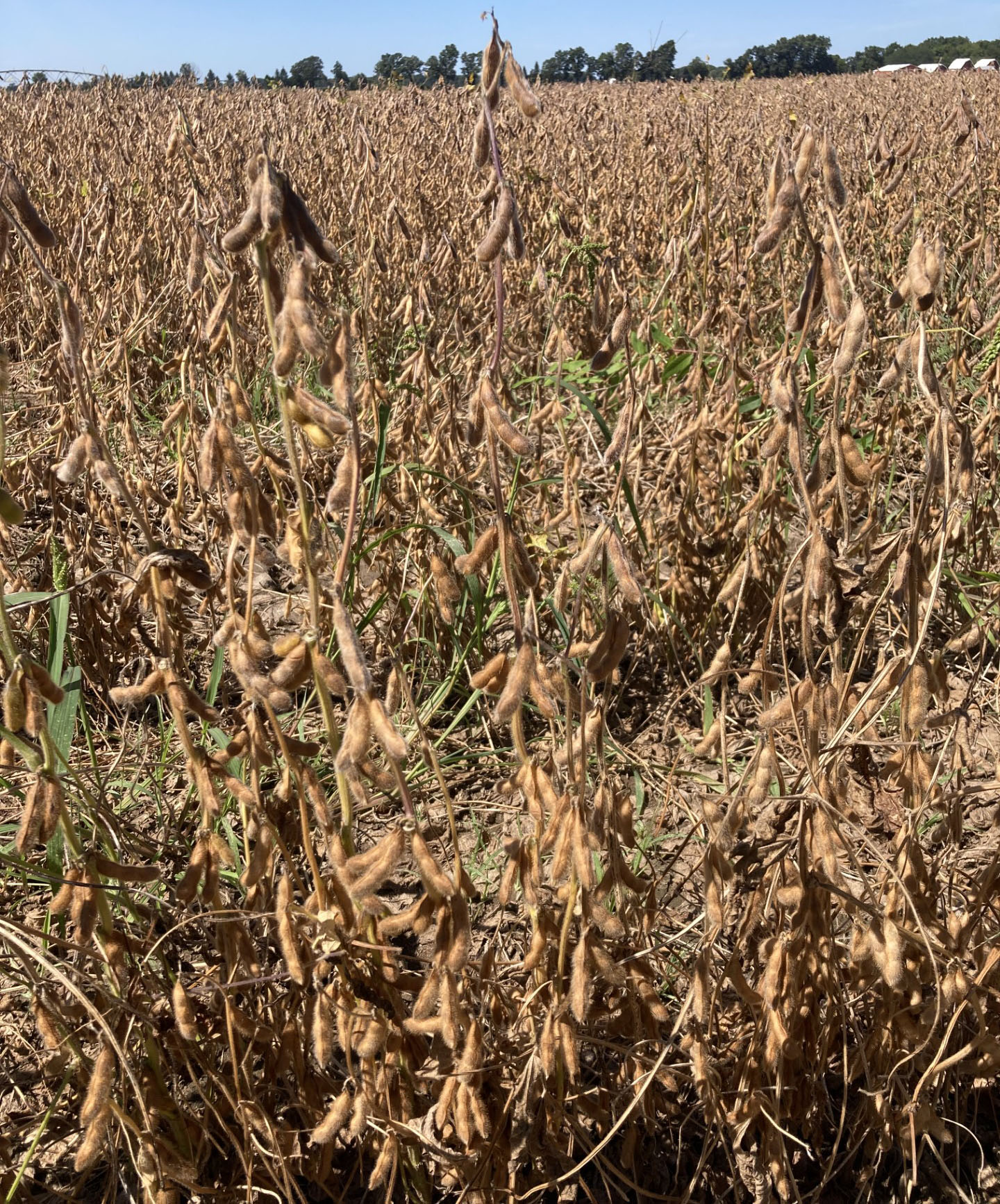 A soybean field in the R7-8 growth stage.